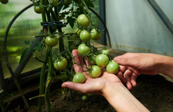 水肥一体化设备对番茄的作用