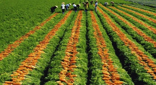 水肥一体化设备在种植胡萝卜的应用
